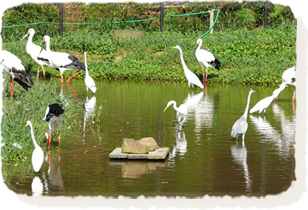 豊岡コウノトリの郷公園